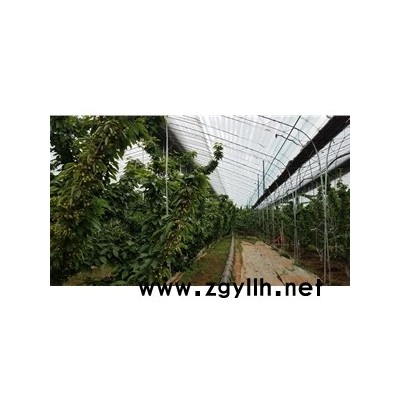 美早樱桃苗-樱桃苗-临朐樱桃苗销售