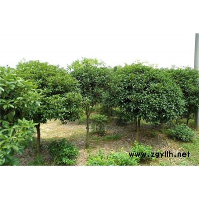 香樟价格-香樟-淘氧彩叶苗木合作社