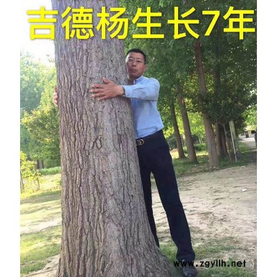 107无絮速生杨多少钱-无絮速生杨多少钱-吉德3号杨基地
