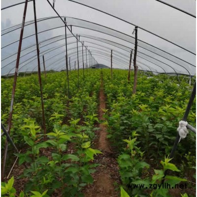贵州吉塞拉12号砧木苗批发基地