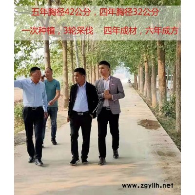 丰产无絮杨树苗多少钱一棵-吉德-淮安丰产无絮杨树苗