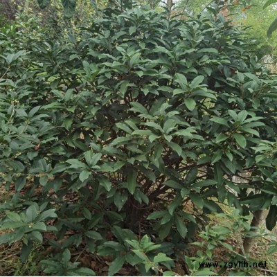 红叶石楠批发 高杆红叶石楠基地 豫宛