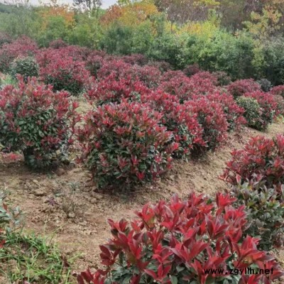 高杆红叶石楠小苗批发 豫宛 供应红叶石楠小苗苗木基地