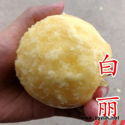 水蜜桃苗价格-扬名苗木(在线咨询)-贵州湖景蜜露水蜜桃苗