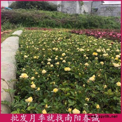 玫瑰月季种苗-春诚现挖现卖-玫瑰月季种苗批发