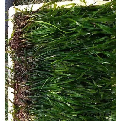 沉水植物短叶苦草批发-晋中短叶苦草批发-众禾水生植物质量优