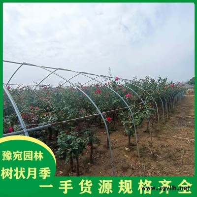 6公分树状月季小青杆植株健壮 3公分树状月季小青杆四季开花