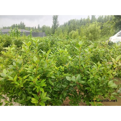 盆栽北美冬青批发价格-盆栽北美冬青-盈泰北美冬青树(查看)