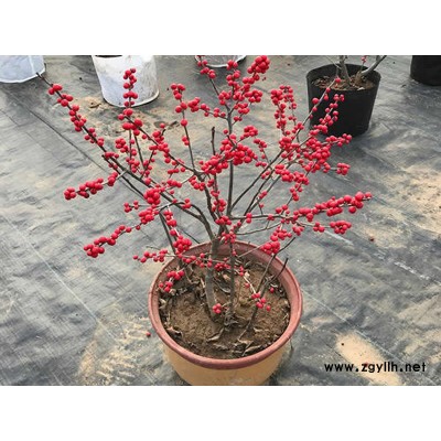 湖南盆栽北美冬青-盆栽北美冬青为什么那么贵-盈泰园林