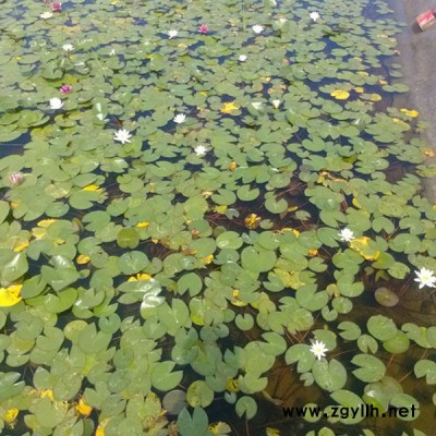 水处理人工浮岛常用水生植物基地-众禾技术服务周到