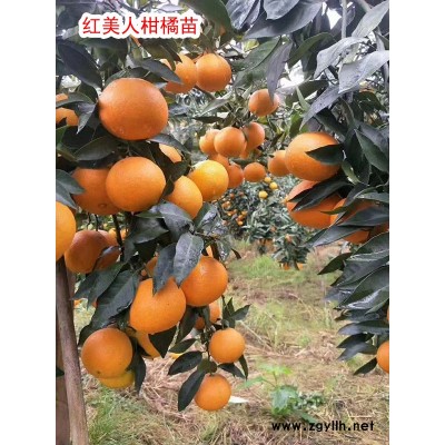 太秋甜柿苗价格-扬名苗木农户价直销-贵州太秋甜柿苗