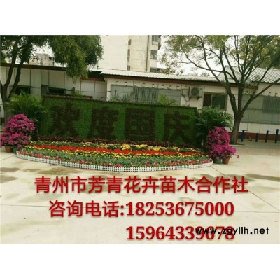 绿化草花-草花-芳青花卉苗(查看)