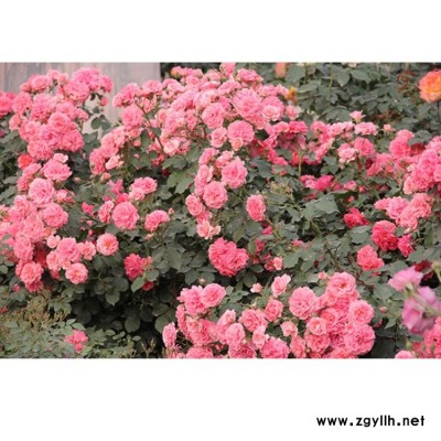 盆花月季祼根苗批发 月季基地 基地供应盆花月季颜色