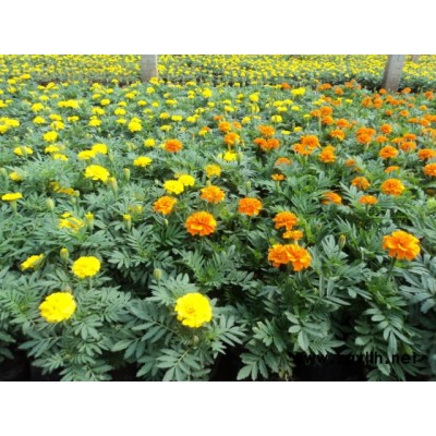 草花-芳青花卉苗(图)-草花种类