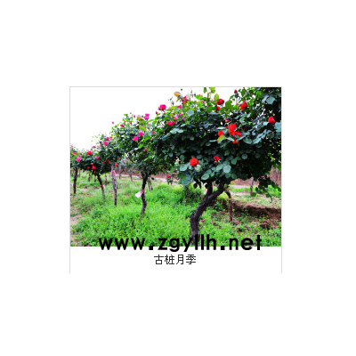 漯河月季古桩培育的行业须知