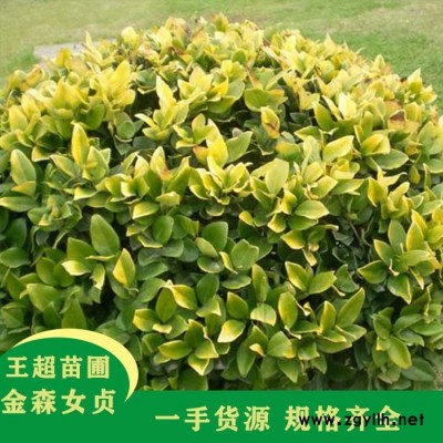 河南30公分金森女贞-河南30公分金森女贞基地电话-豫宛园林