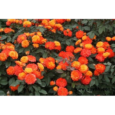 南阳丰花月季批发报价-丰花月季批发报价-月季基地供应月季苗