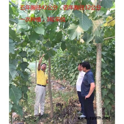 丰产杨树苗价格多少钱-吉德(在线咨询)-湖北丰产杨树苗价格