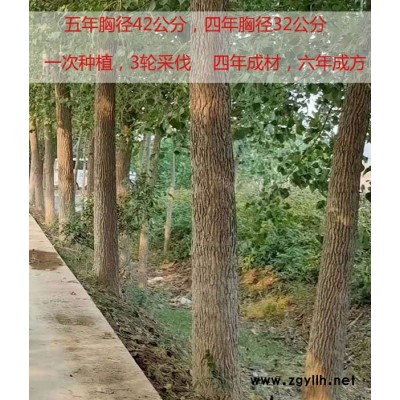 经济速生杨树苗价格-吉德国家审定的新树种-泰安速生杨树苗价格