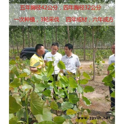 附近无絮速生杨价格多少钱-吉德-烟台附近无絮速生杨价格