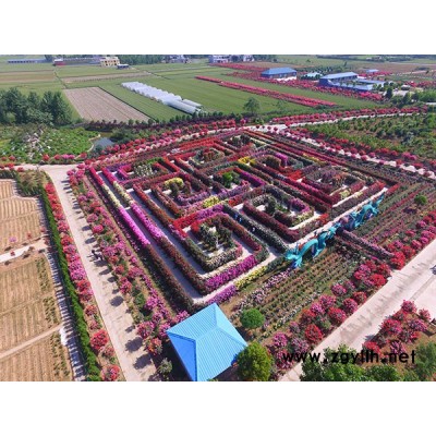 南阳月季哪家好-月季哪家好-地被月季基地(查看)
