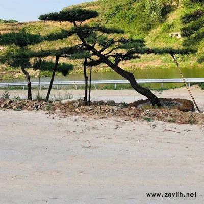 工程绿化造型松 黑龙江造型松 西藏造型松种植基地