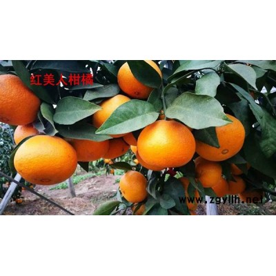 太秋甜柿苗基地-贵州太秋甜柿苗-扬名苗木