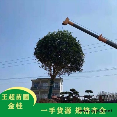 200公分冠幅河南丛生金桂-豫宛园林