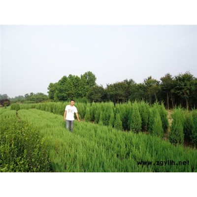 潢川工程刺柏-潢川工程刺柏供应-绿海苗圃(推荐商家)
