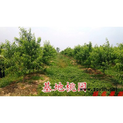 水蜜桃苗价格-扬名苗木(在线咨询)-江西湖景蜜露水蜜桃苗