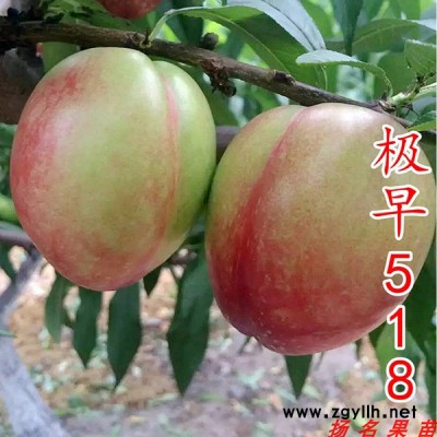 湖景蜜露水蜜桃苗价格-湖北湖景蜜露水蜜桃苗-扬名苗木品种丰富