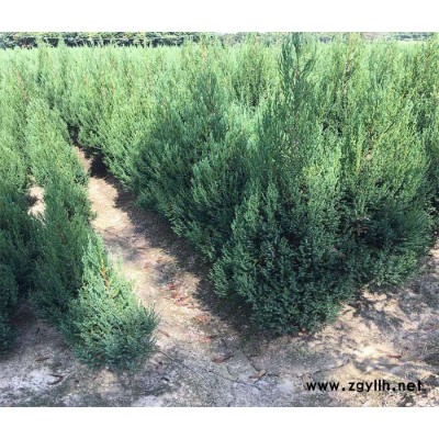 信阳60公分刺柏价格-信阳60公分刺柏-绿海花木苗木种植批发
