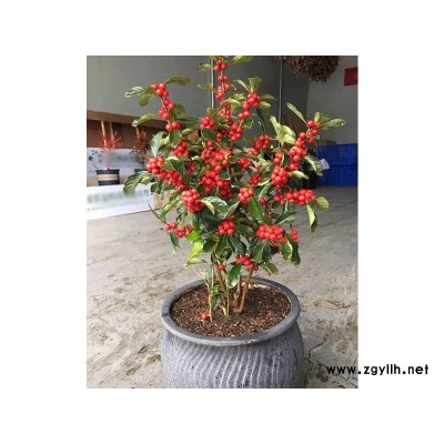 盈泰园林(在线咨询)-盆栽北美冬青-盆栽北美冬青为什么那么贵