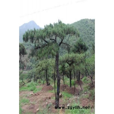 莱芜戎新造型松-造型黑松基地价格一般多少-承德造型黑松基地