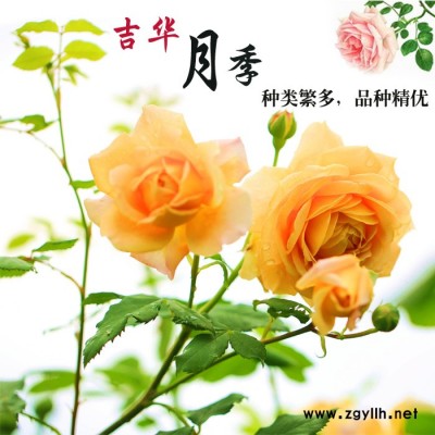 藤本月季苗基地-吉华月季造型多样-晋中藤本月季基地