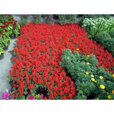 草花-芳青花卉苗(图)-九月草花