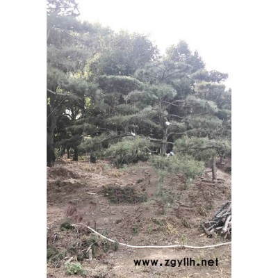 造型景观松基地-戎新景松(在线咨询)-造型景观松