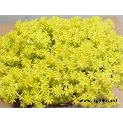 黄金万年草种植产地-韵可园林(在线咨询)-德州黄金万年草
