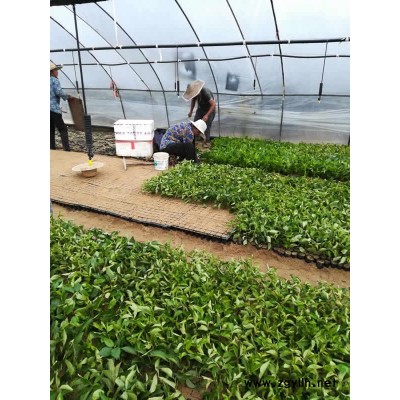 鲁樱三号樱桃苗报价货源充足
