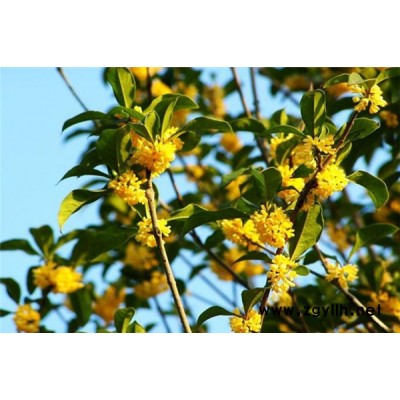 南通桂花-句容淘氧彩叶苗木 -桂花出售