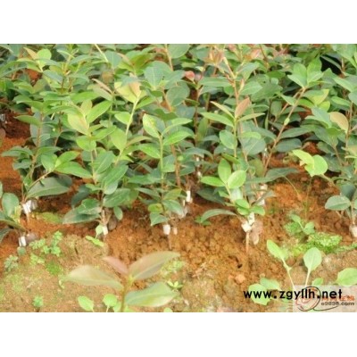 高产油茶树苗-油茶树苗-油茶苗圃基地油茶苗(查看)