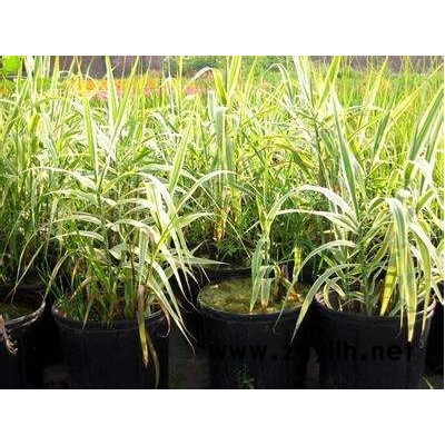 花叶芦竹苗-花叶芦竹-芳青花卉苗(在线咨询)