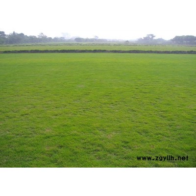 人工草坪基地-人工草坪-建勇真草坪基地质量好(查看)