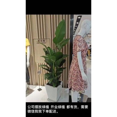 武汉植物出租-美静园艺绿植花卉出租