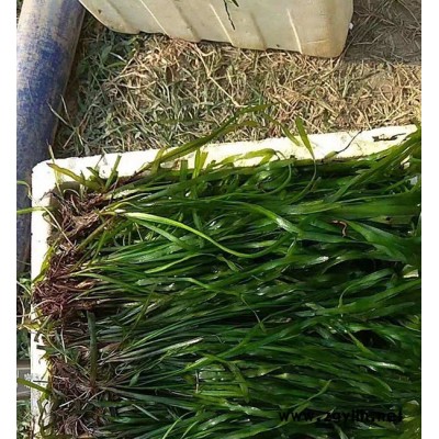 焦作常绿耐寒苦草-众禾水生植物值得信赖-常绿耐寒苦草报价
