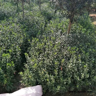 豫宛 绿化苗木大叶黄杨球产地 庭院大叶黄杨球批发出售