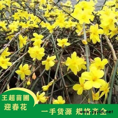 河南60公分迎春花小苗-河南60公分迎春花小苗批发-豫宛园林