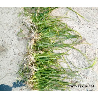 大量供应矮型苦草基地-蚌埠矮型苦草基地-众禾水生植物品质优良