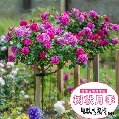 高杆盆栽月季价格-盆栽月季价格-吉华月季小苗价格(查看)