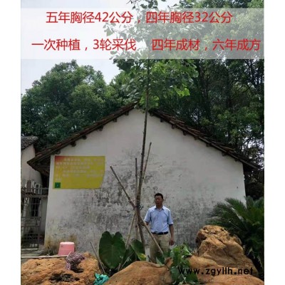 新品种无絮杨树苗多少钱一棵-吉德-江西无絮杨树苗多少钱一棵